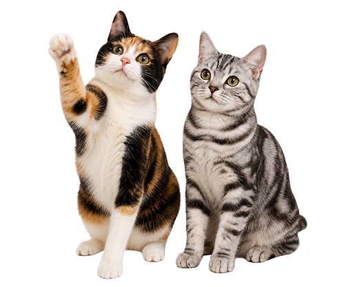 猫
