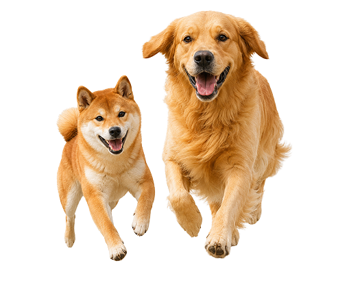 大型犬