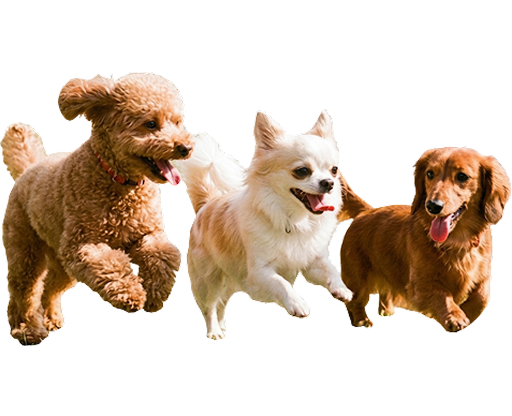 小型・中型犬